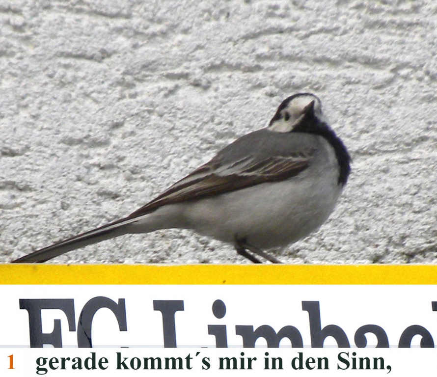 Bachstelze001