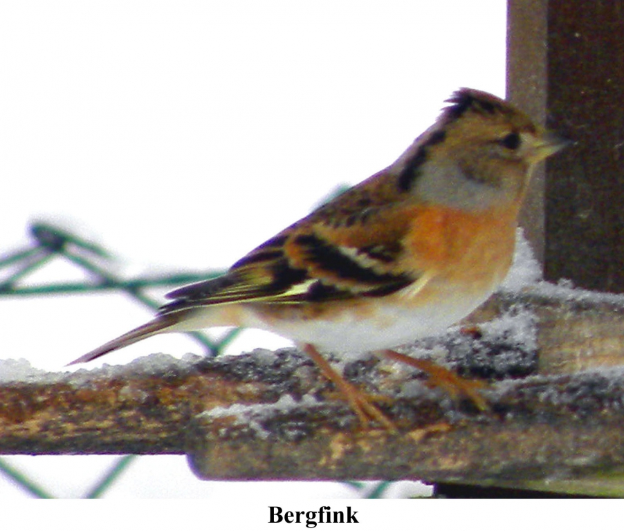 Bergfink01
