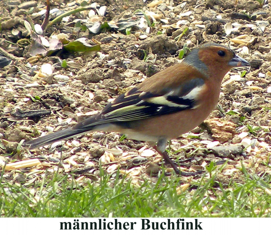 Buchfink06