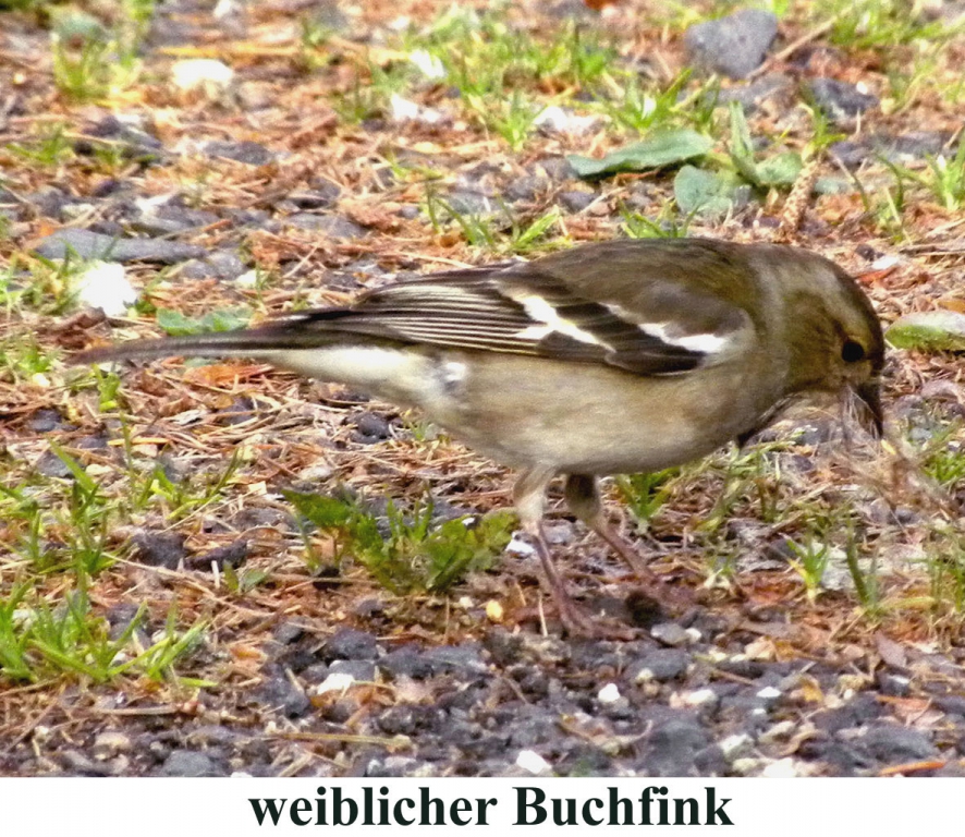 Buchfink10