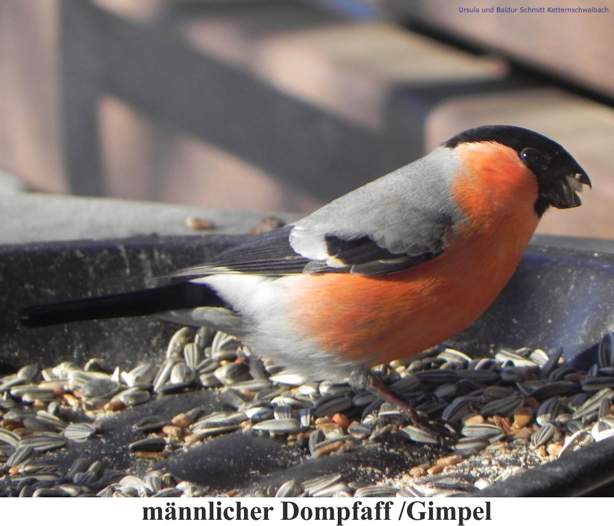 Dompfaff-1