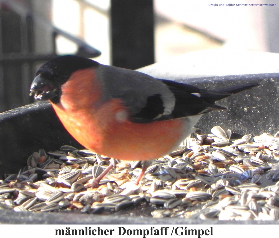 Dompfaff-2