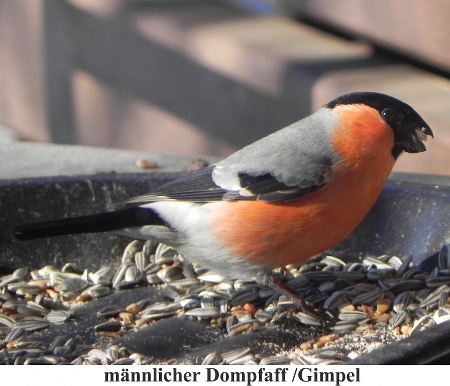 Dompfaff1