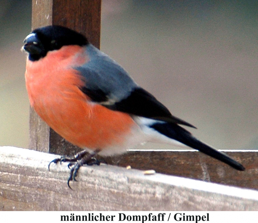 Dompfaff2