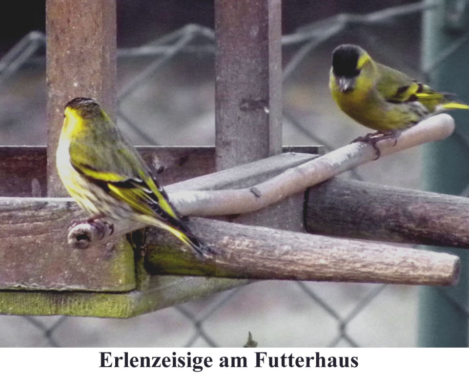 Erlenzeisig_01