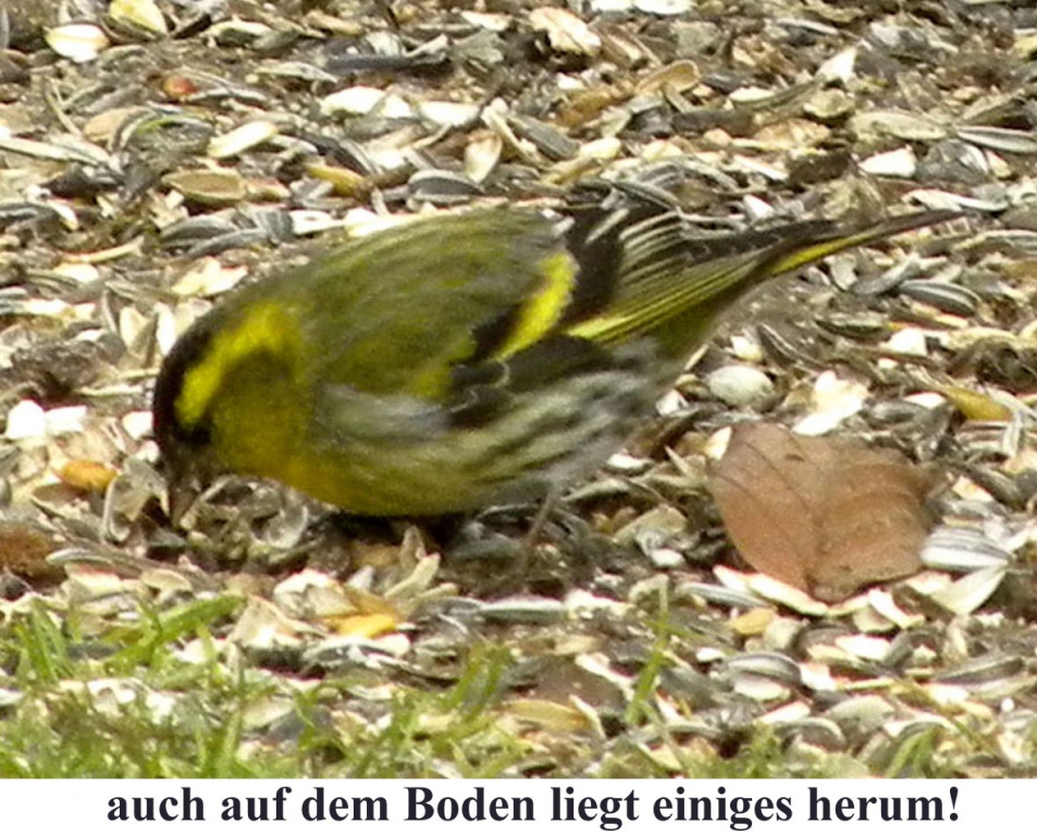 Erlenzeisig_02