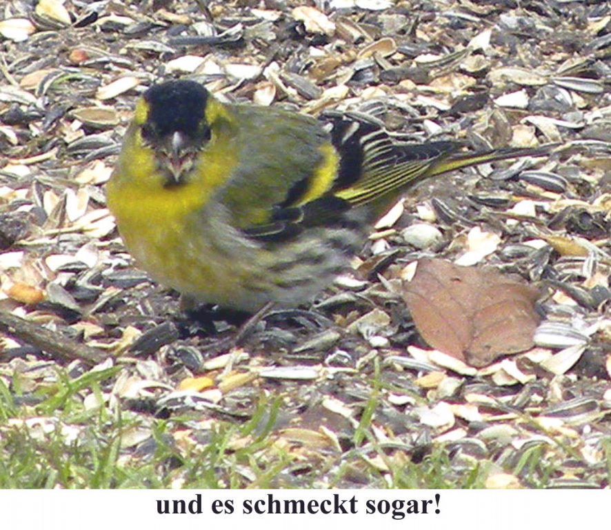 Erlenzeisig_03