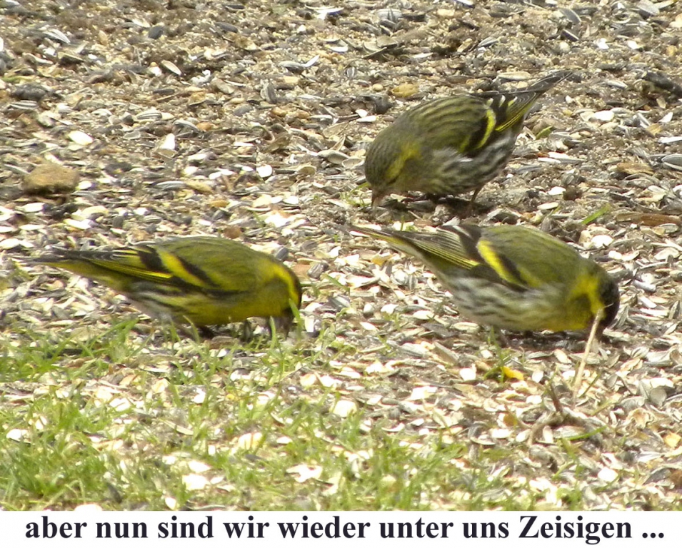 Erlenzeisig_05