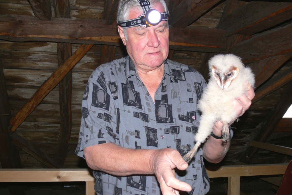 2008-06-18_BeringungSchleiereuleLimbach_2