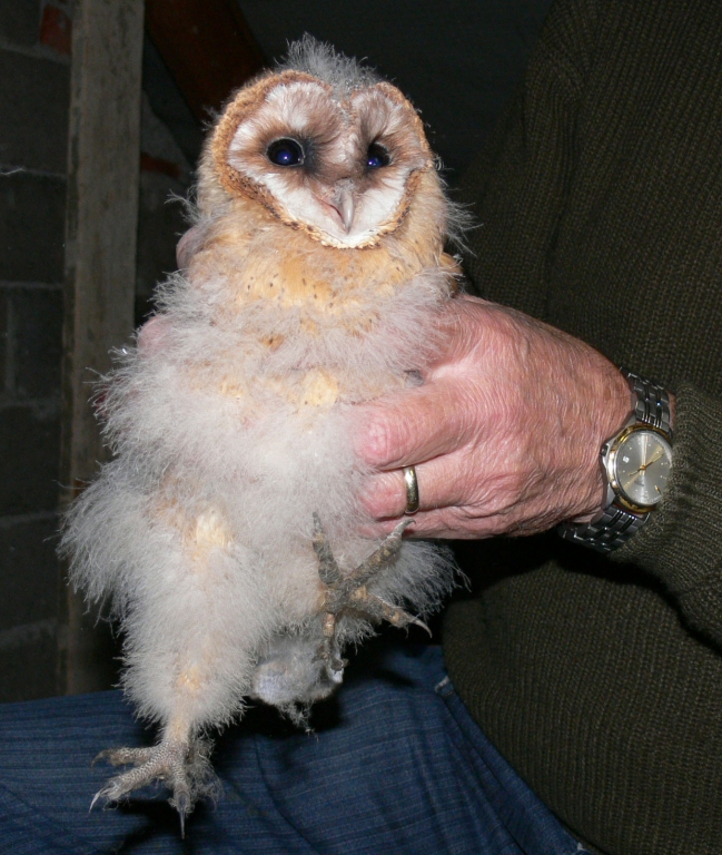 EulenBeuerbach2009-2