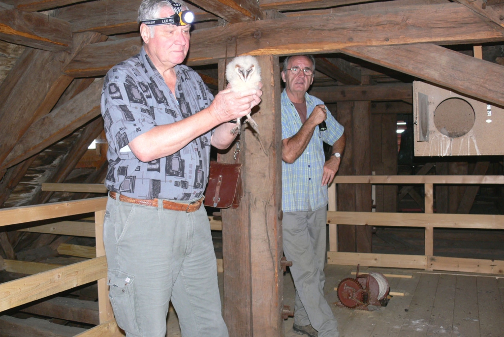 Schleiereule3