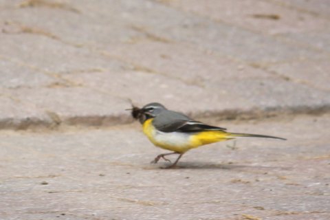 2019-05-02_Gebirgsstelze_in_Goersroth_01