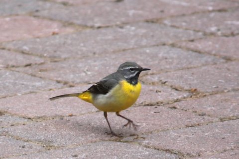2019-05-02_Gebirgsstelze_in_Goersroth_03