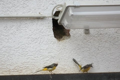 2019-05-02_Gebirgsstelze_in_Goersroth_02
