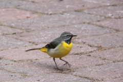 2019-05-02_Gebirgsstelze_in_Goersroth_03