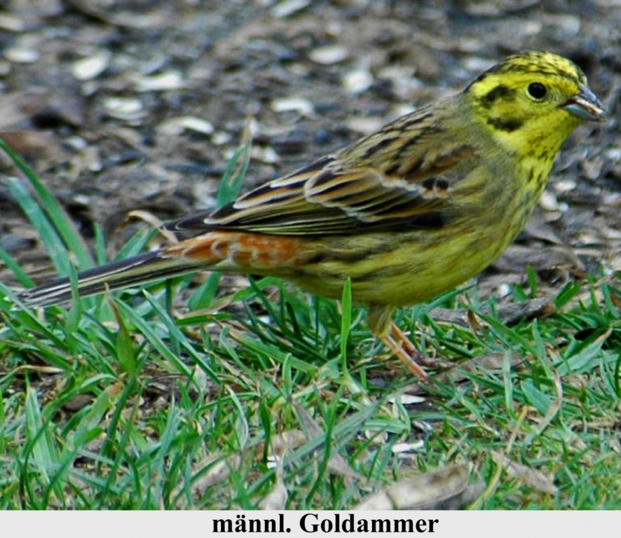 Goldammer_01
