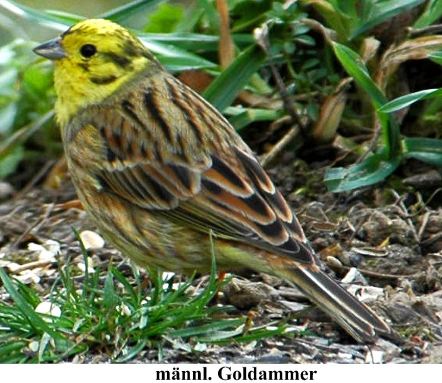Goldammer_02
