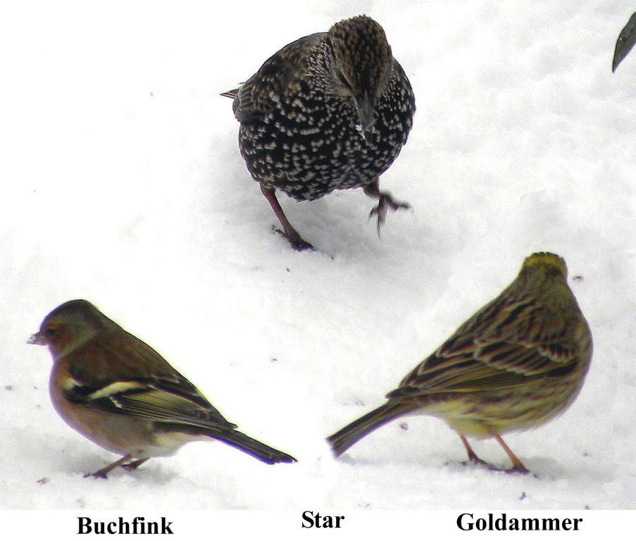 Goldammer_03