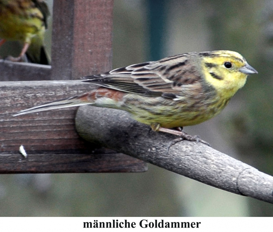 Goldammer_04