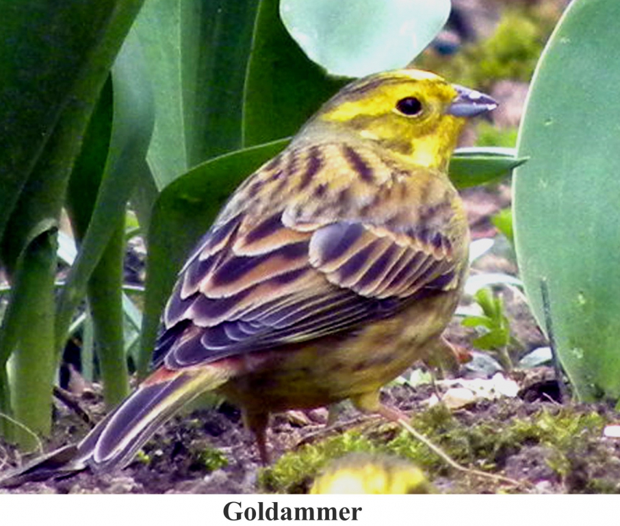 Goldammer_05