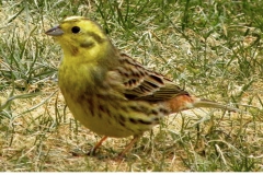 Goldammer_06