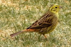 Goldammer_07
