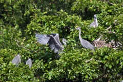 2013_Graureiher_01