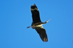Graureiher-im-Flugweb