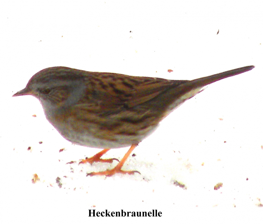 Heckenbraunelle01