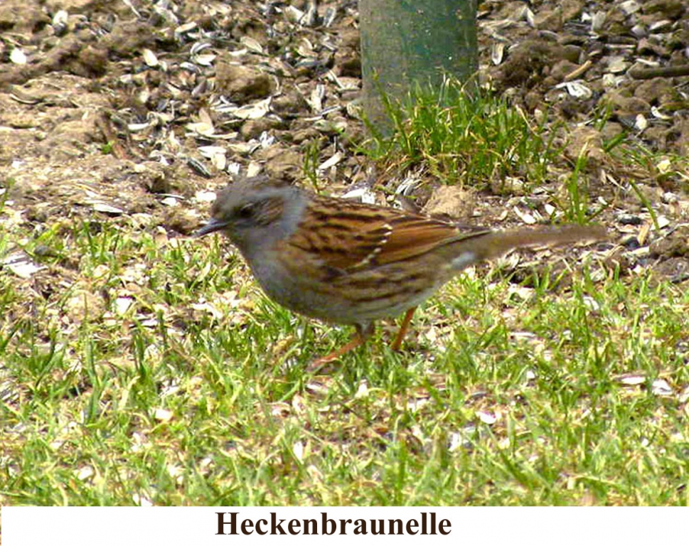 Heckenbraunelle02