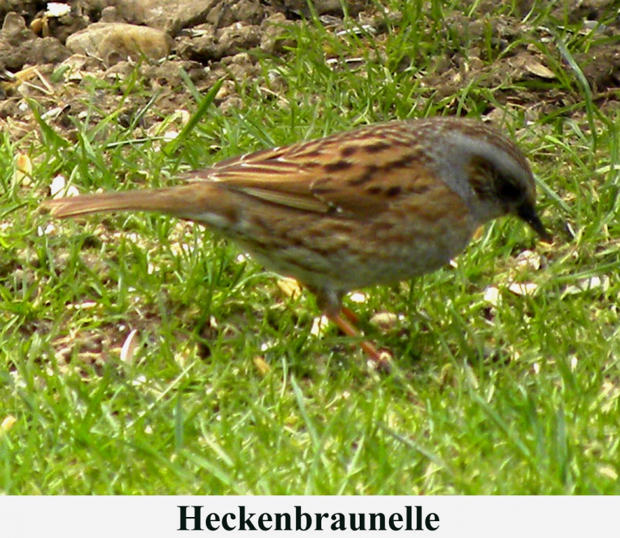 Heckenbraunelle03