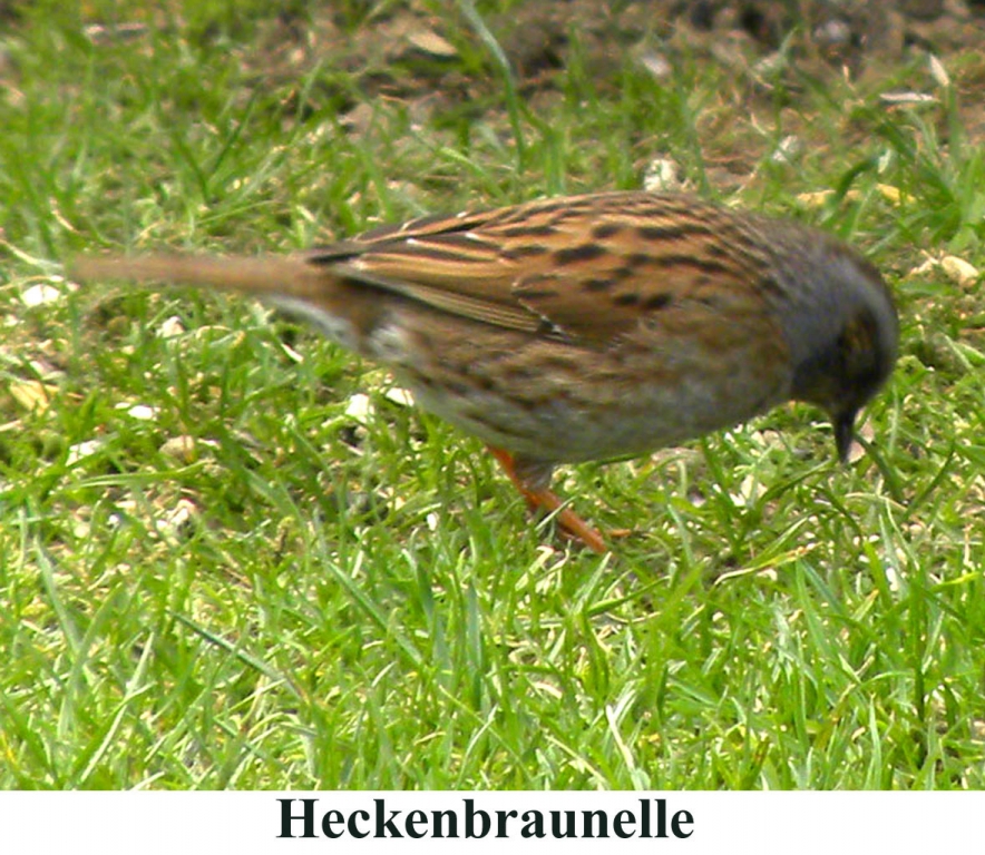 Heckenbraunelle04