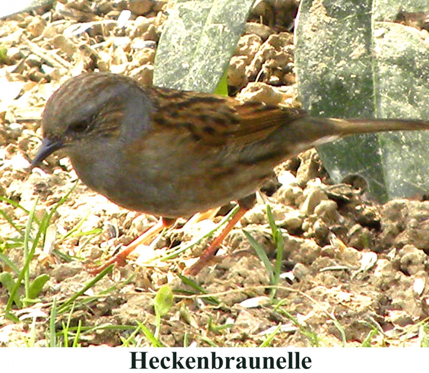 Heckenbraunelle05