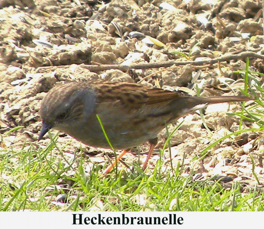 Heckenbraunelle06