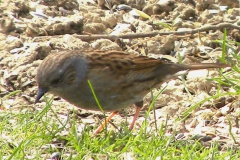 Heckenbraunelle06