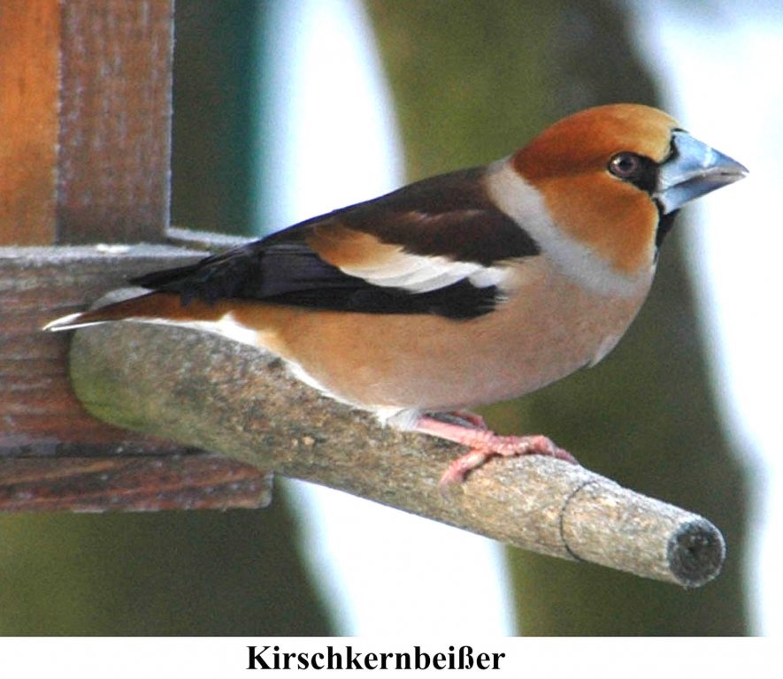 2009-07-26-KKbeisser