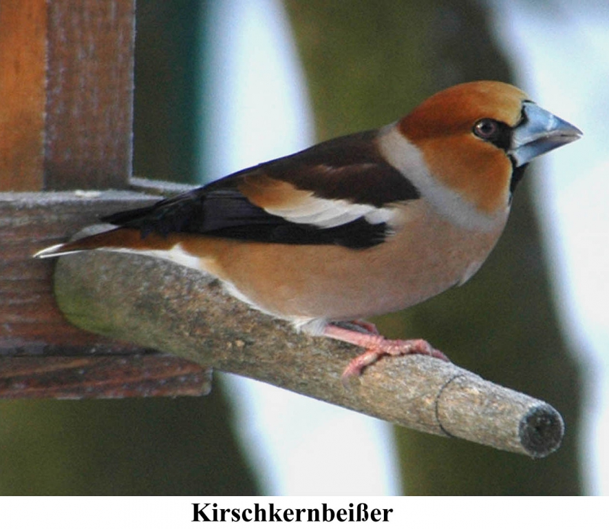 Kirschkernbeisser_01