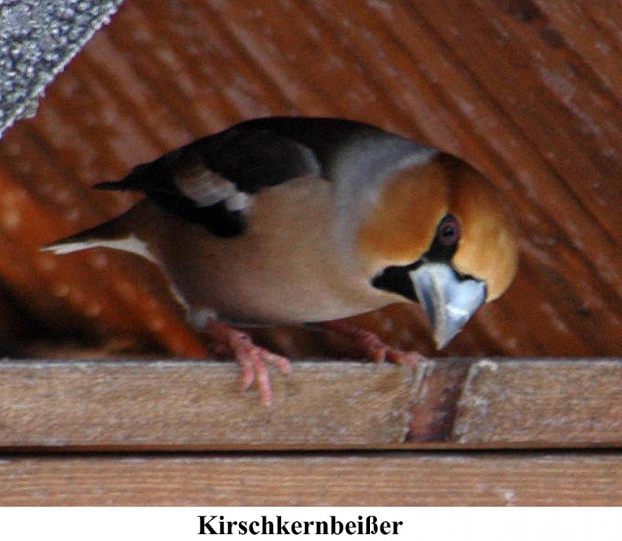 Kirschkernbeisser_02