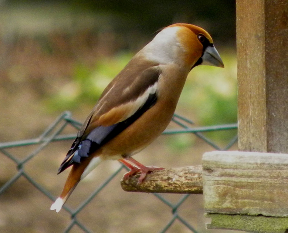 Kirschkernbeisser_08
