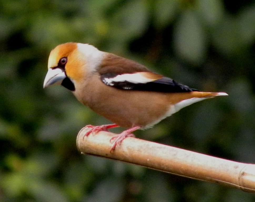 Kirschkernbeisser_09