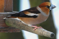 Kirschkernbeisser_01