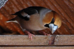 Kirschkernbeisser_02