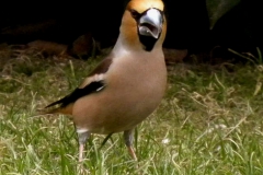 Kirschkernbeisser_03