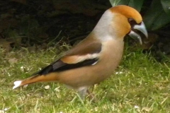 Kirschkernbeisser_04