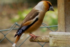 Kirschkernbeisser_08
