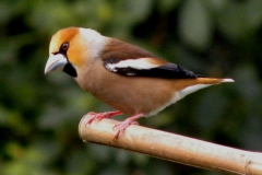 Kirschkernbeisser_09