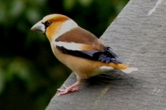 Kirschkernbeisser_10