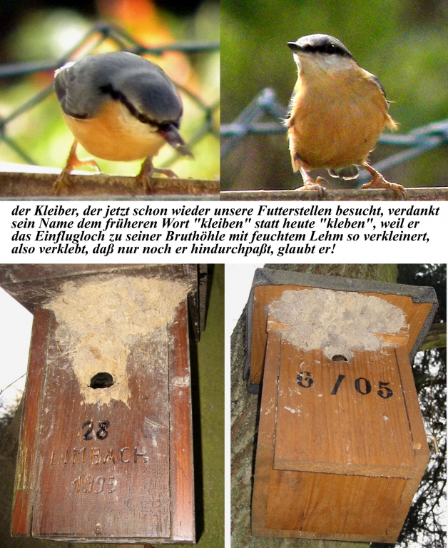 Kleiber-01_großformat