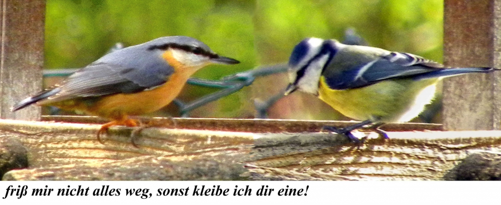 Kleiber-02
