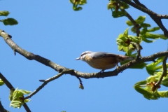 2012-04-01_Kleiber_01